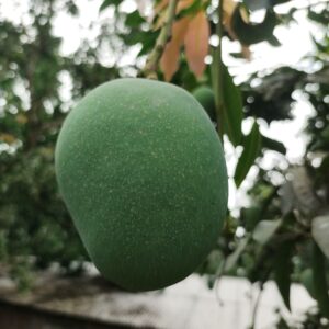 হিমসাগর আম (ফ্রি হোম ডেলিভারি)